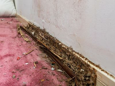 About Professional Water Damage Repair & Restoration Services - water damage restoration experts in Adger,	AL